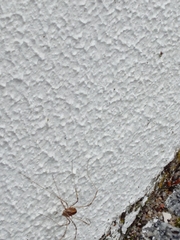 Dicranopalpus pulchellus