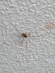 Dicranopalpus pulchellus