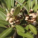 Searsia angustifolia - Photo (c) aneld,  זכויות יוצרים חלקיות (CC BY-NC), הועלה על ידי aneld