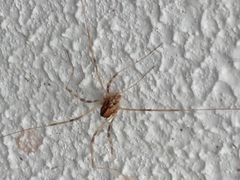 Dicranopalpus pulchellus