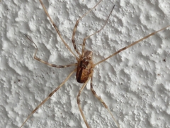 Dicranopalpus pulchellus