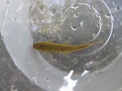 Oreonectes platycephalus