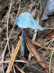Entoloma virescens