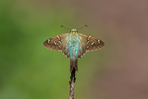 Long-tailed Skipper, Grand Harbor Vero Beach, FL, USA, photo 7 of 10