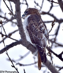 Buteo jamaicensis