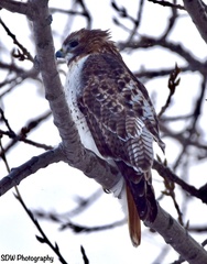 Buteo jamaicensis