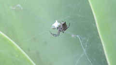 Cyrtophora citricola