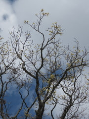 Sassafras randaiense