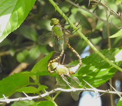 Anax indicus