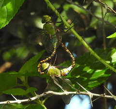 Anax indicus