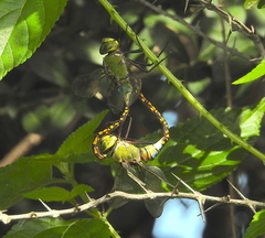Anax indicus