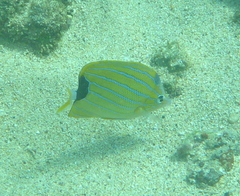 Chaetodon fremblii