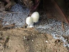 Coprinopsis stangliana