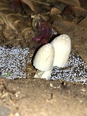 Coprinopsis stangliana