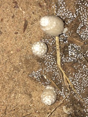 Coprinopsis stangliana