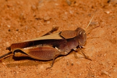 Acorypha