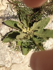 Verbascum sinaiticum