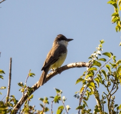 Thick-Billed Kingbird photo 5