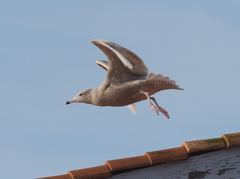 Larus hyperboreus hyperboreus