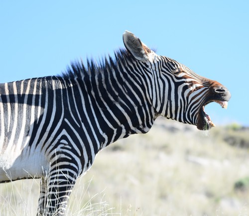 Mountain Zebra (Equus zebra)