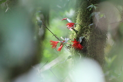 Rhipsalidopsis gaertneri