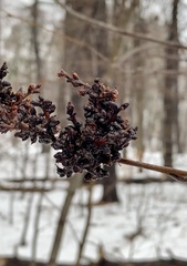 Eriophyes betulae