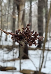 Eriophyes betulae