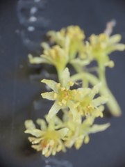 Sassafras randaiense