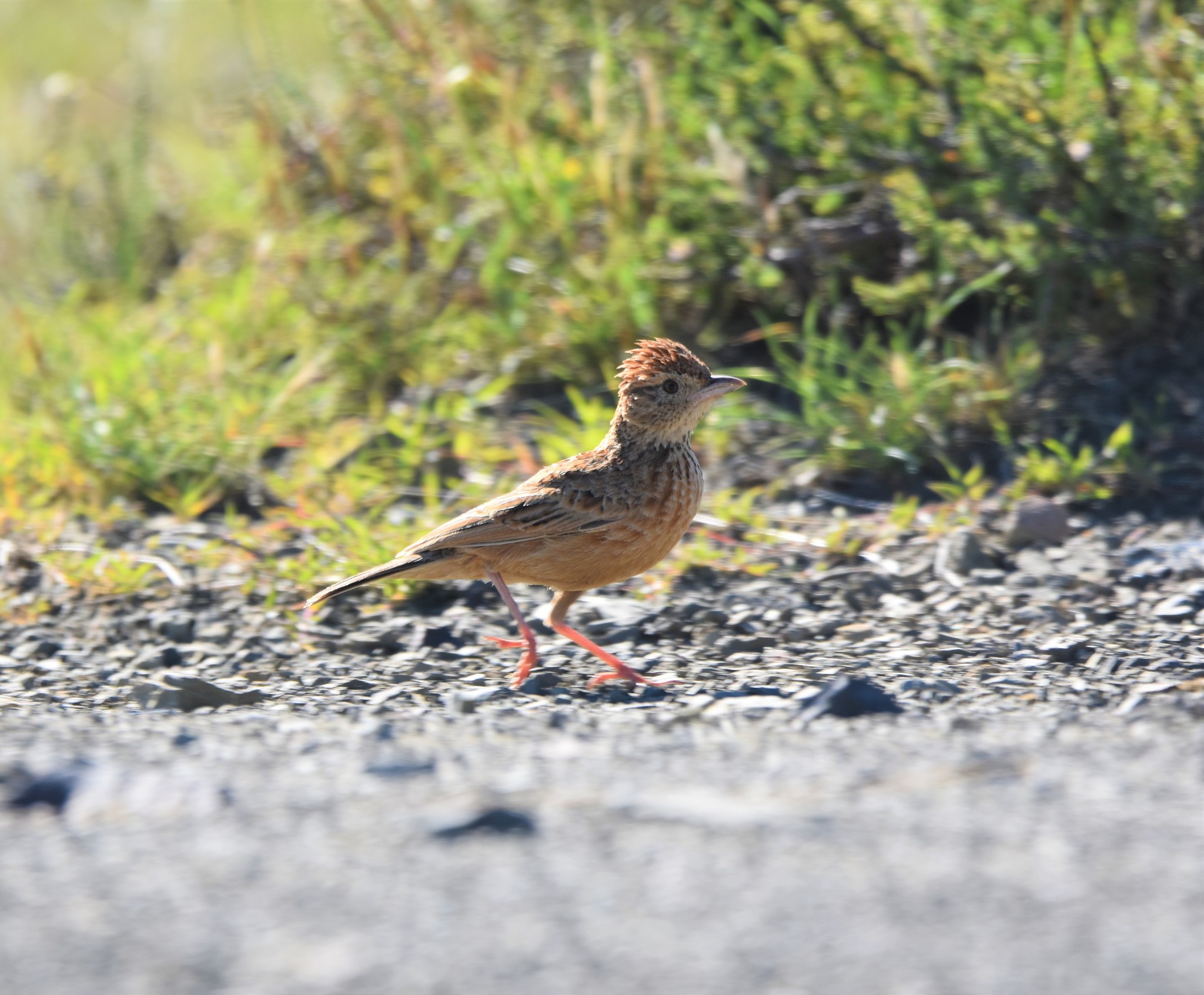 Eastern Clapper Lark (Corypha fasciolata)