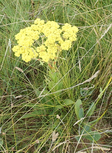 Crassula vaginata