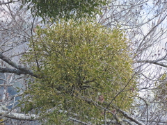 Viscum coloratum