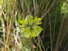 Moraea trifida