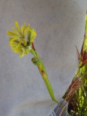 Moraea trifida