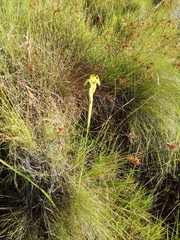 Moraea trifida