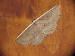 Arasada kanshireiensis