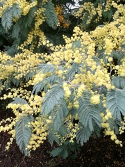 Acacia dealbata