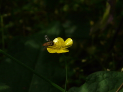 Ranunculus distans