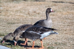 Anser albifrons