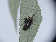 Lagria scutellaris