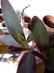 Nezara viridula