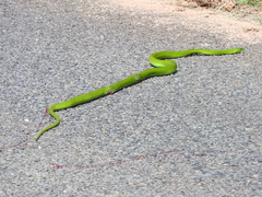 Dendroaspis angusticeps