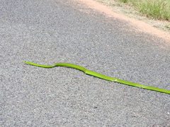 Dendroaspis angusticeps