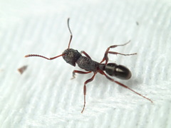 Rhytidoponera tasmaniensis