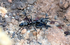 Ophthalmopone hottentota
