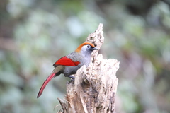 Trochalopteron milnei