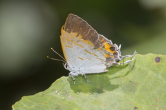 Hypolycaena thecloides