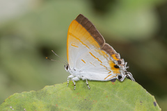 Hypolycaena thecloides