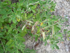 Chamaecytisus triflorus