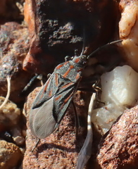 Spilostethus trilineatus