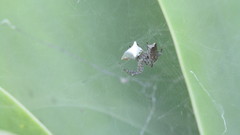 Cyrtophora citricola